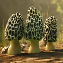 羊肚菌:狩猎游戏/Morels: The Hunt
